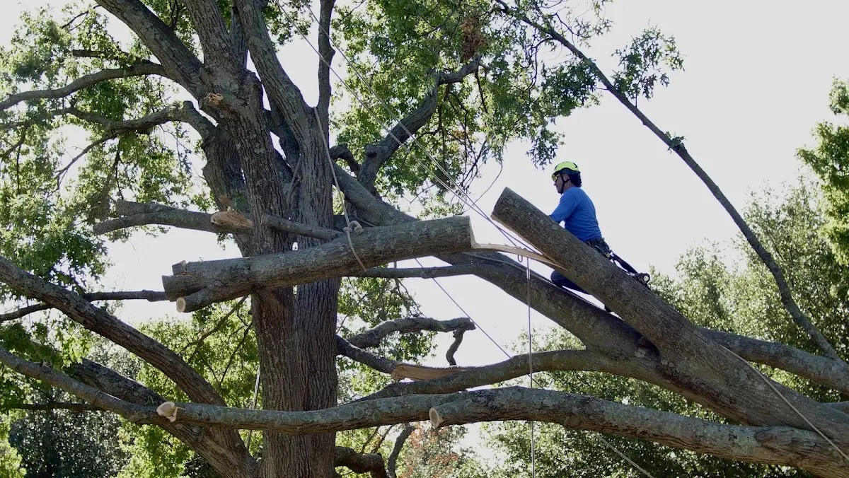 Professional Hazardous Tree Removal performed by certified arborists in Fletcher