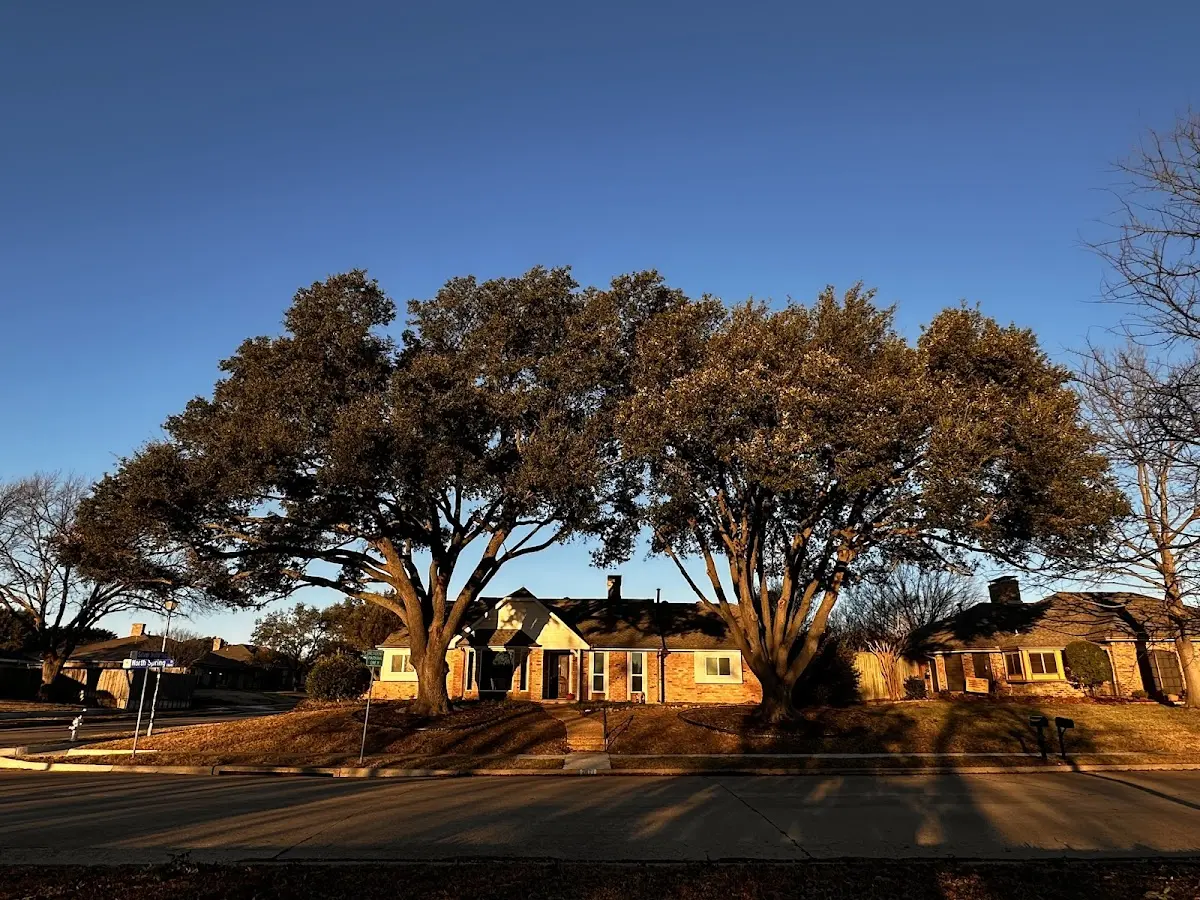 Established residential canopy tree shading a home in Fletcher